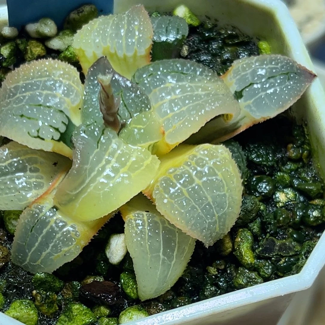 恭喜发财大吉大利1000