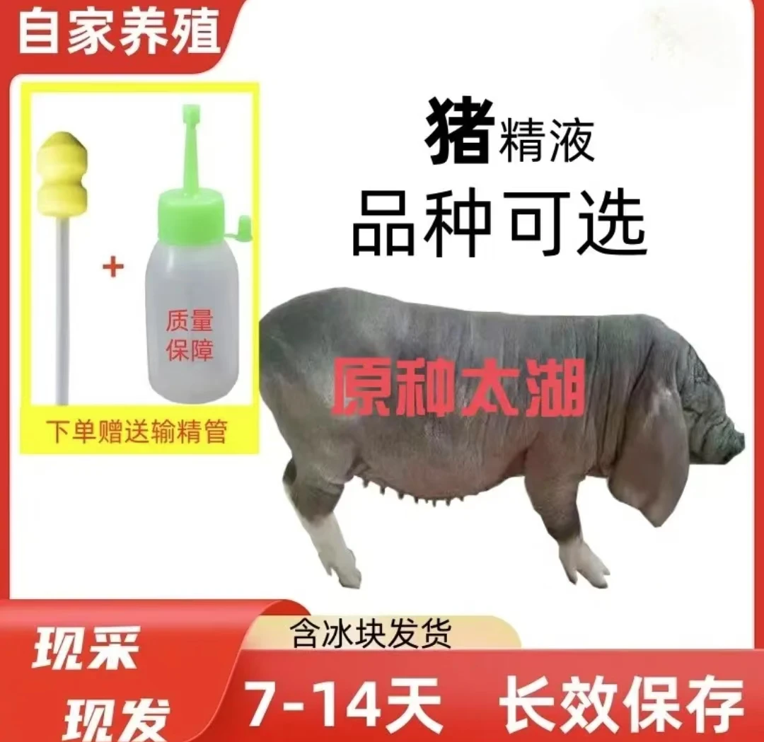 优质高产原种太湖种猪猪精人工授精适用养殖场现采现发