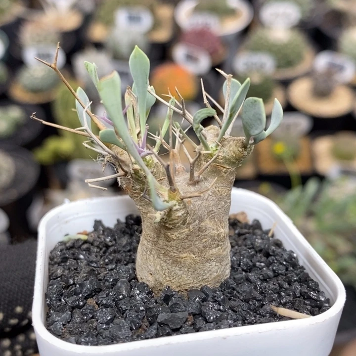 实生黑鬼殿厚敦菊549号3cm