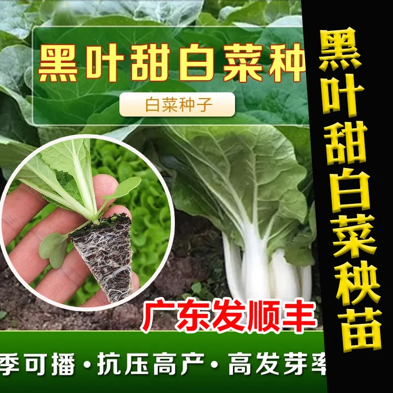 阳台盆栽黑叶甜白菜苗基地直供易成活适合新手种叶片浓绿的白菜苗