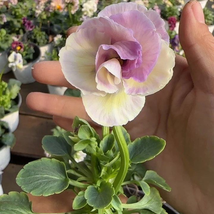 无花朵量拍角堇小苗八重玫瑰2