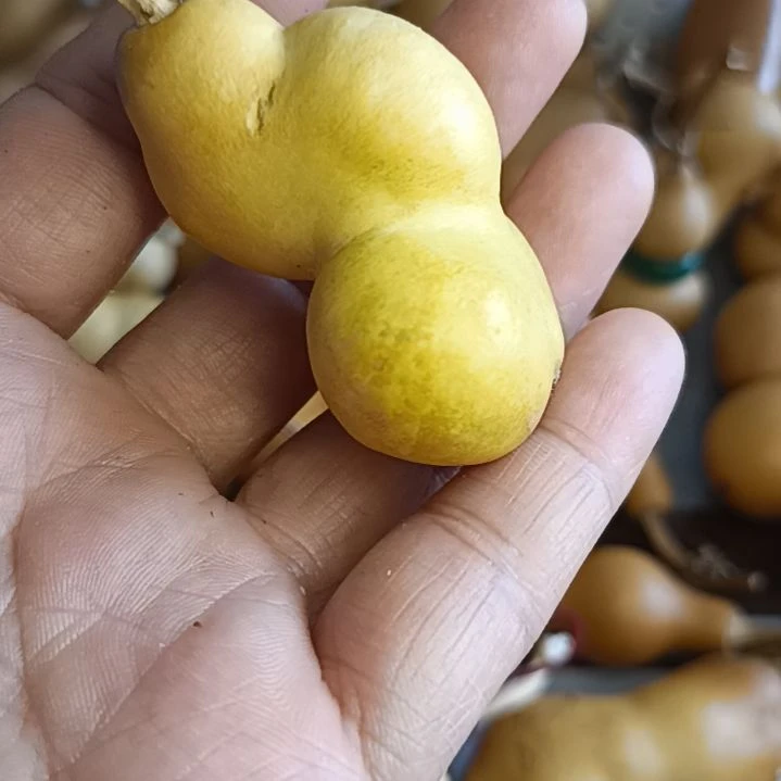 暴***子葫芦好看葫芦好看葫芦好看