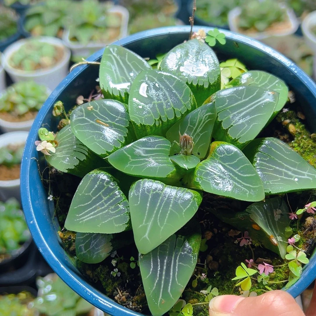 加仑盆月影母本玉露一颗