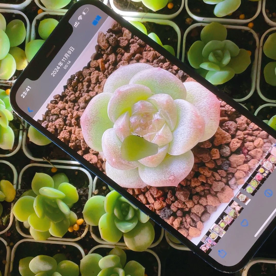 C F442 叶子一片一个满25包邮