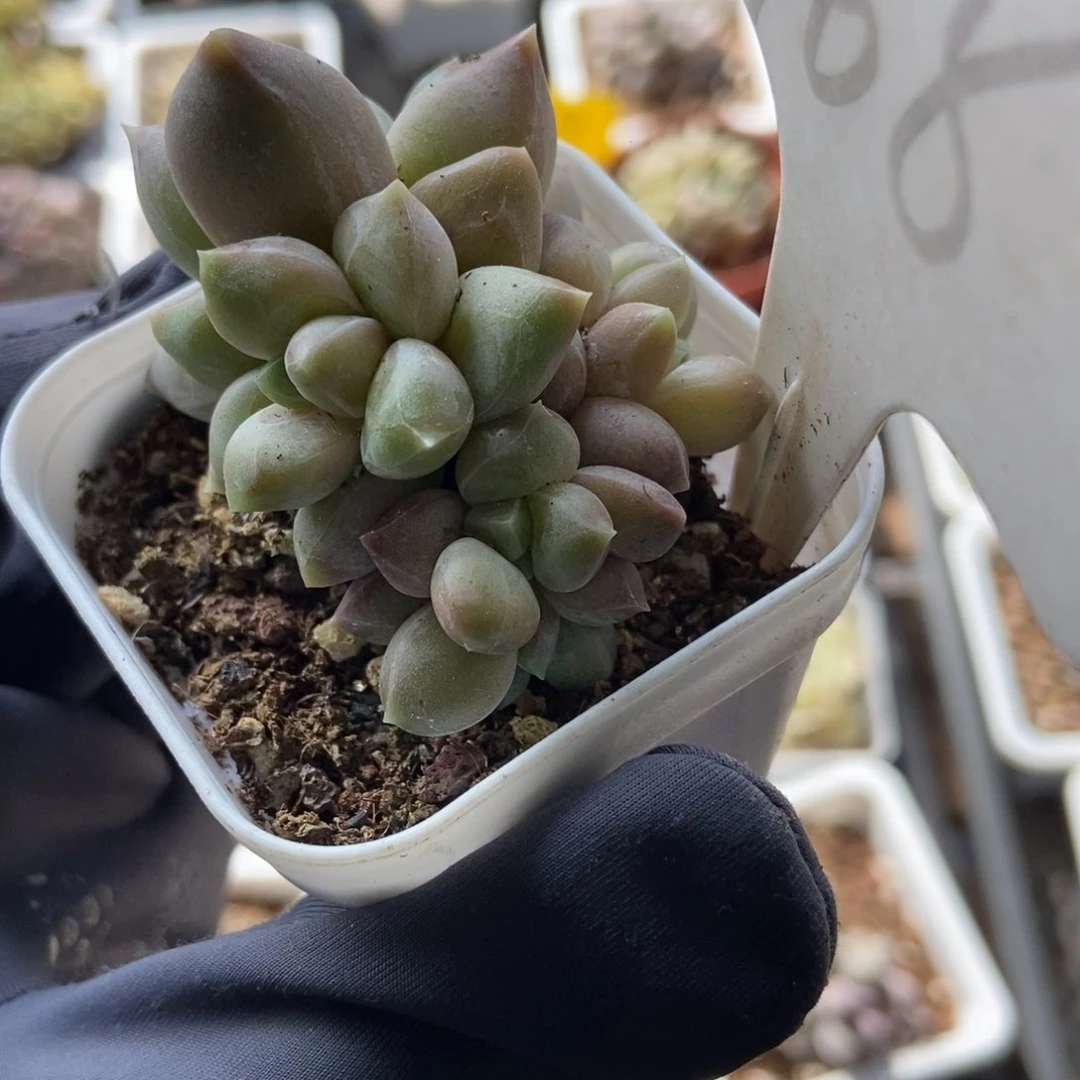 968重楼多肉植物保护