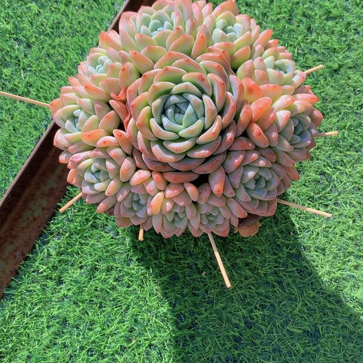 艾****?雪媚娘自然群捧花