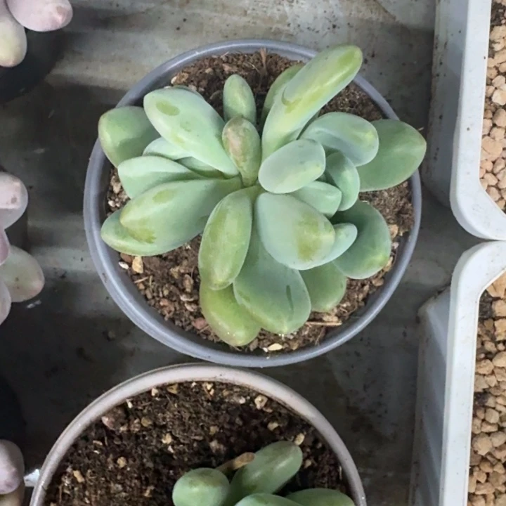 白龙 双头 一物一拍