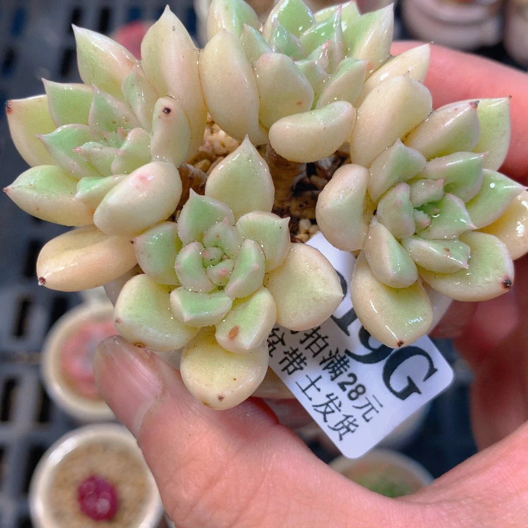 5厘米盆精控多肉1019