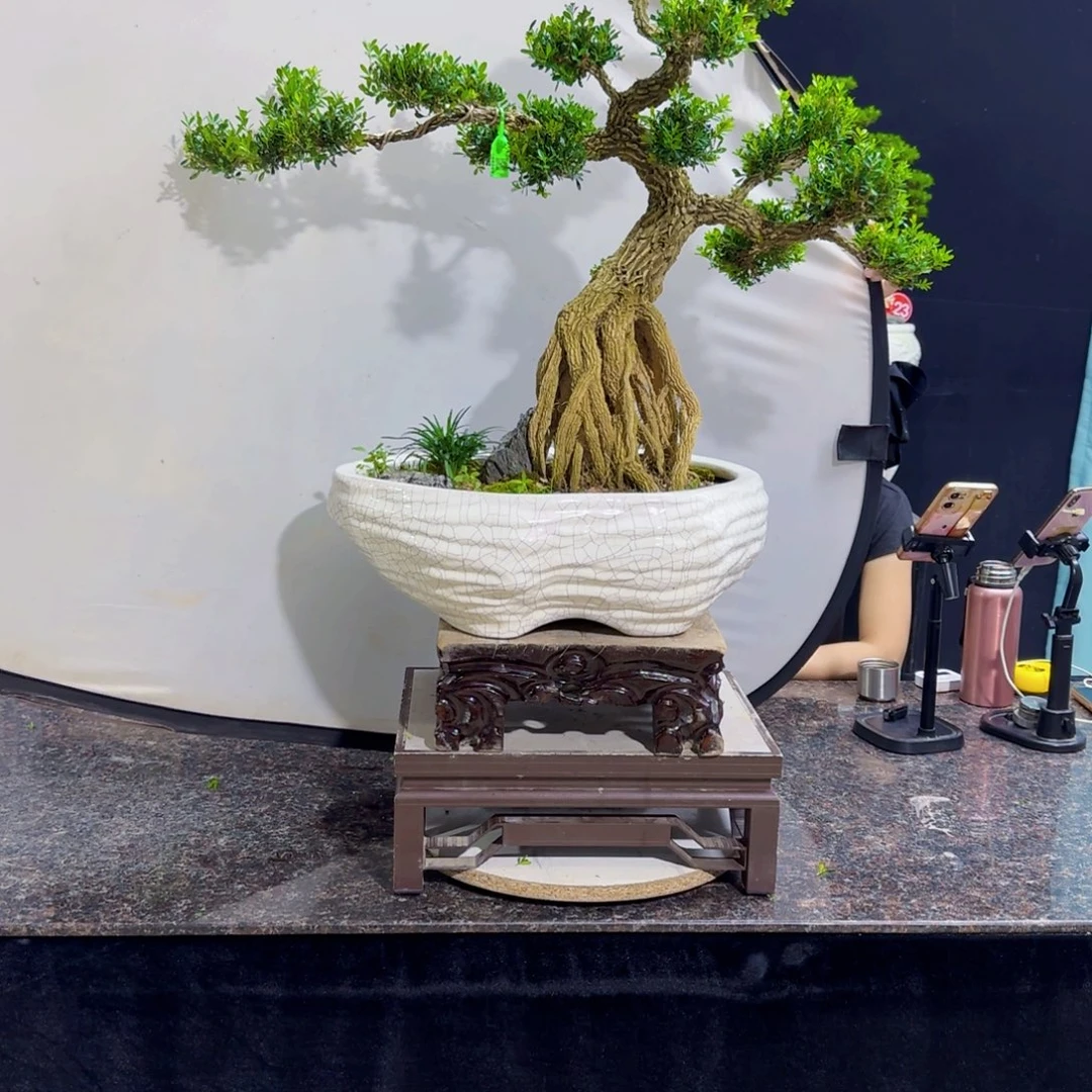 无花朵高端黄杨盆景艺术