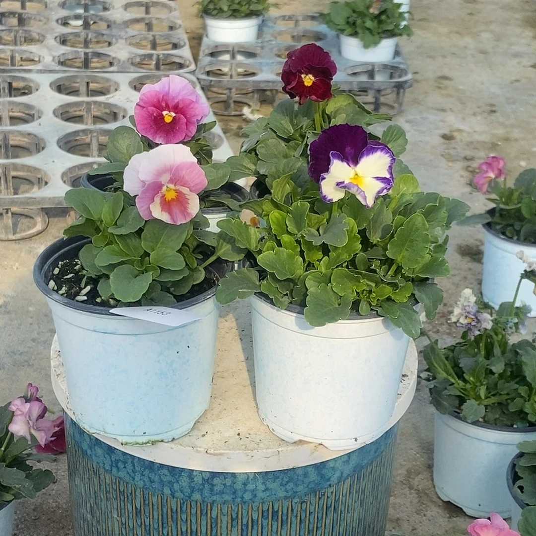 大部分花苞少量开放1153