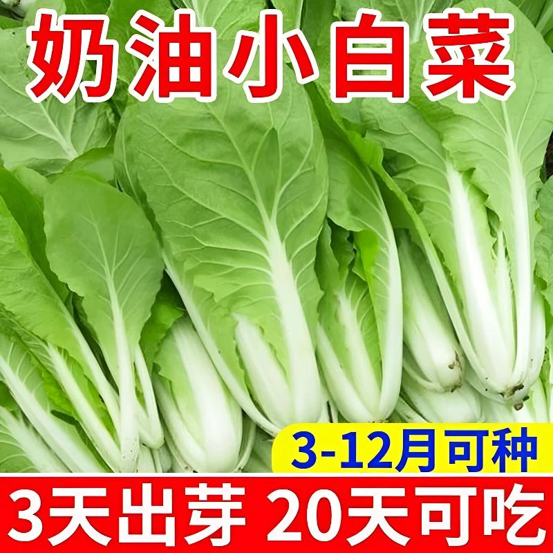 四季奶油小白菜种子早熟小青菜阳台盆栽菜种子秋天蔬菜种子白菜