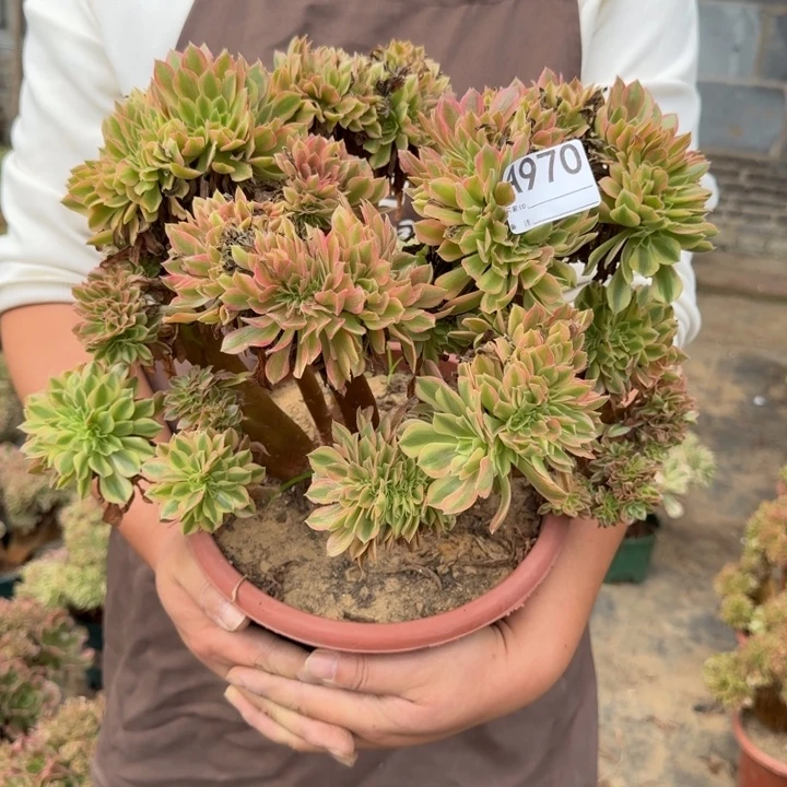 梦幻七彩法师锦缀化不包损微瑕970