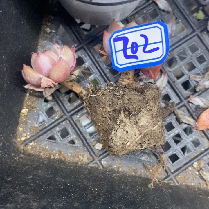 希****嘻一物一拍红酒香槟202