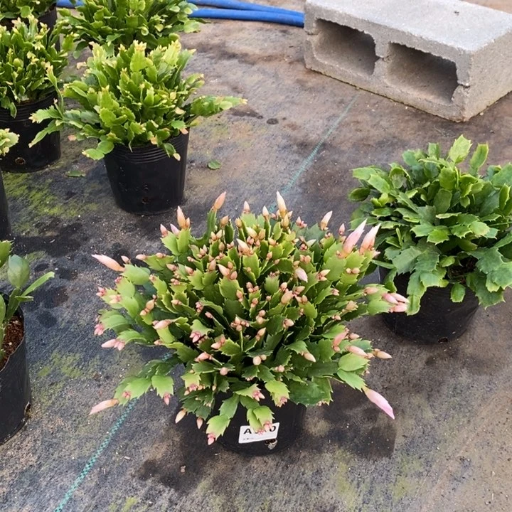 当前无花栽培后可以开花燕*840自根史诗之星