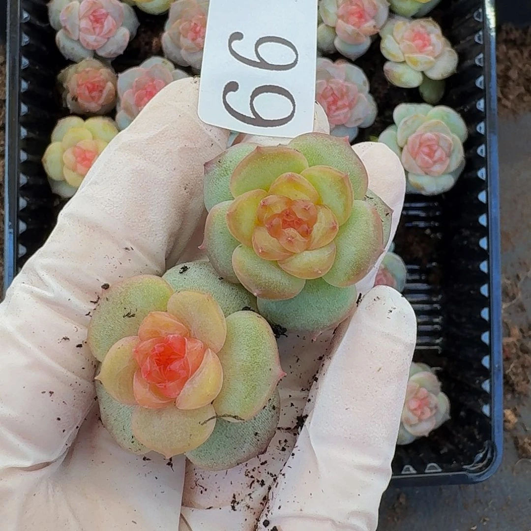 多肉植物多肉植物66
