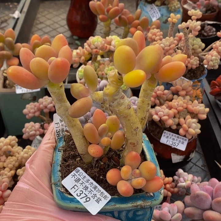 金蝉老桩379多肉植物