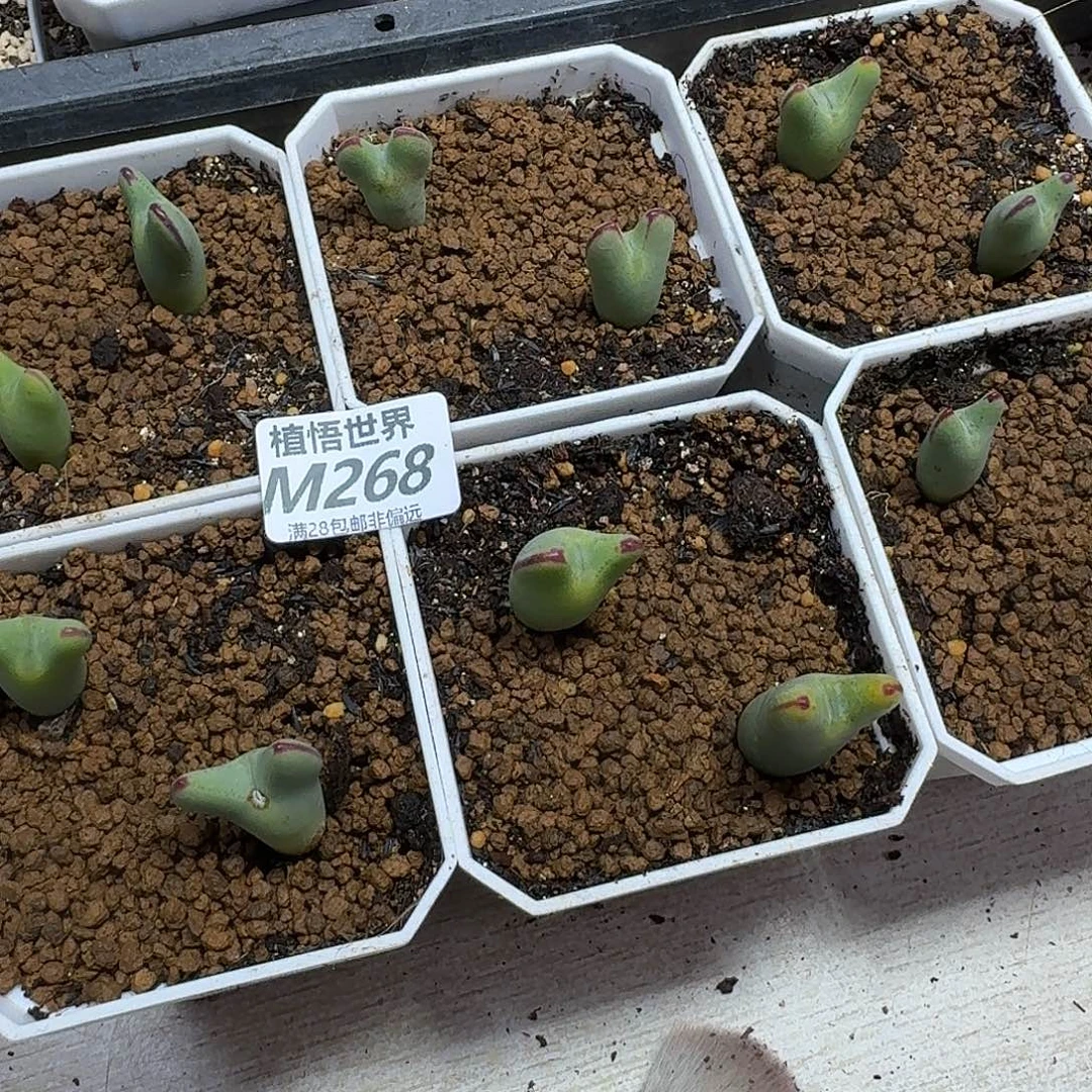 米****多肉植物的润泽egbnn