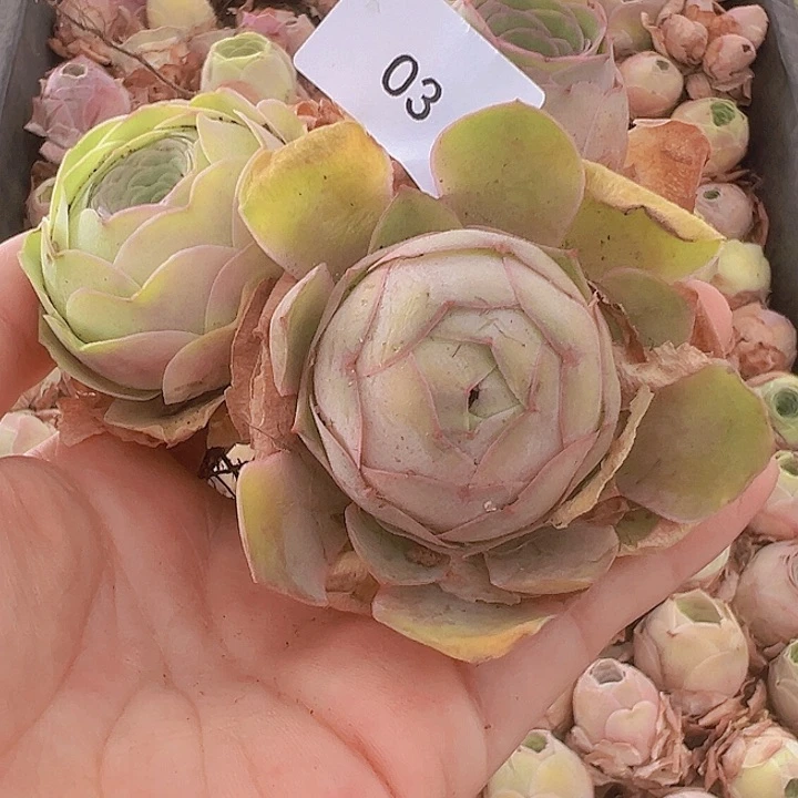 山地玫瑰多肉植物山地03