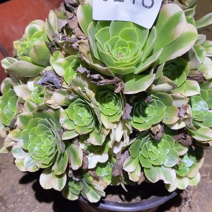 最***柔多肉植物法师218欣尼亚