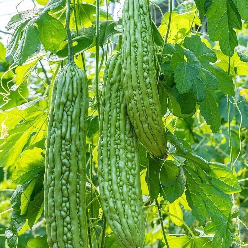 （现摘现发）农家自种0添加头茬苦瓜当季苦瓜现摘苦瓜新鲜蔬菜