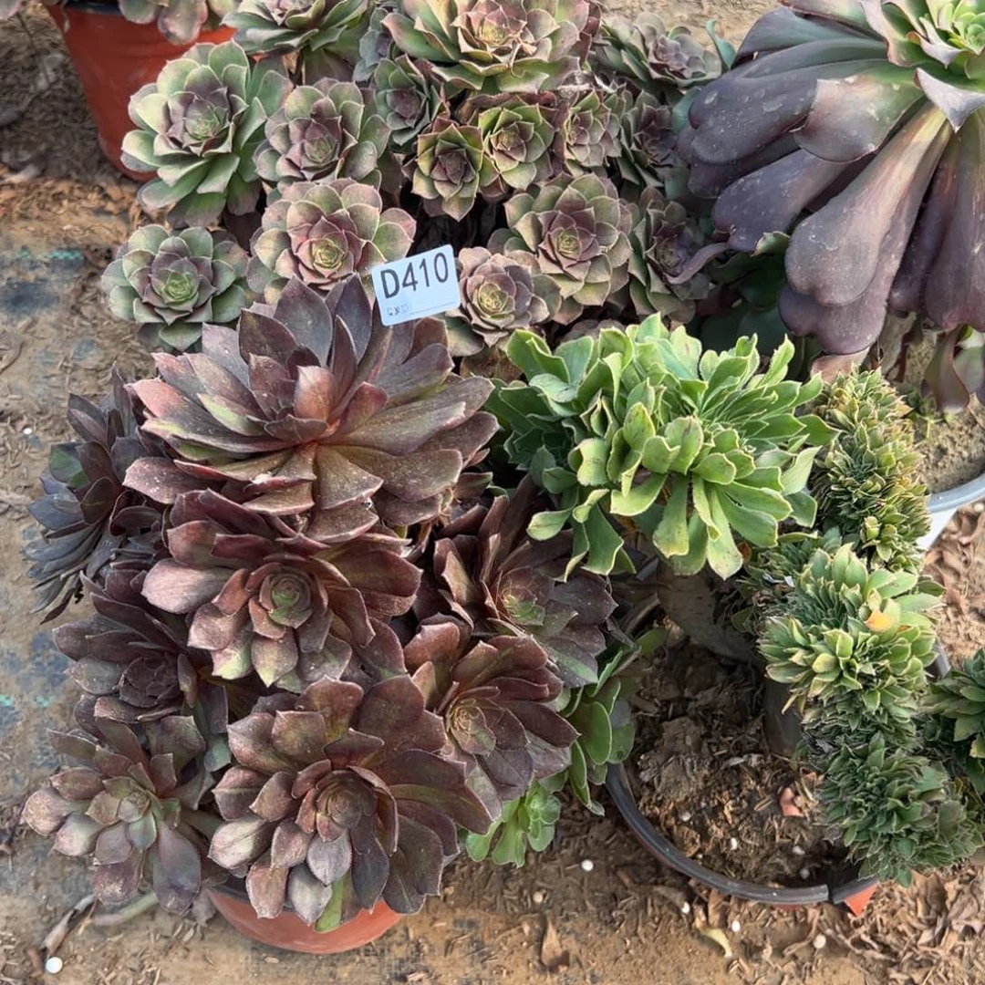 418四颗组合多肉植物法师