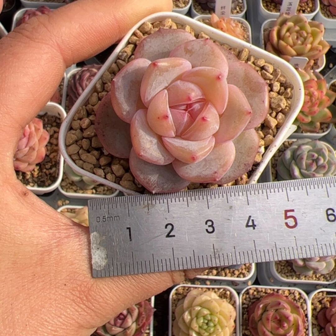 小*星067 多肉植物组合盆栽