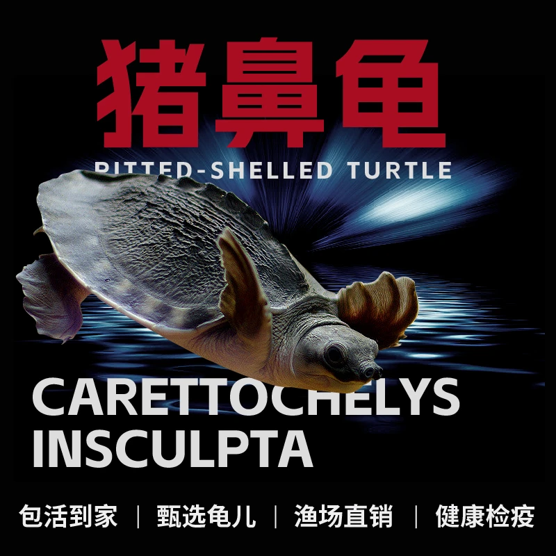 猪鼻龟活体深水龟幼龟宠物猪鼻龟活龟热带观赏猪鼻龟活体深水龟苗