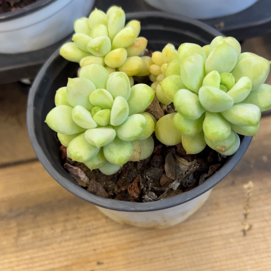 团 阳光玫瑰 随机发