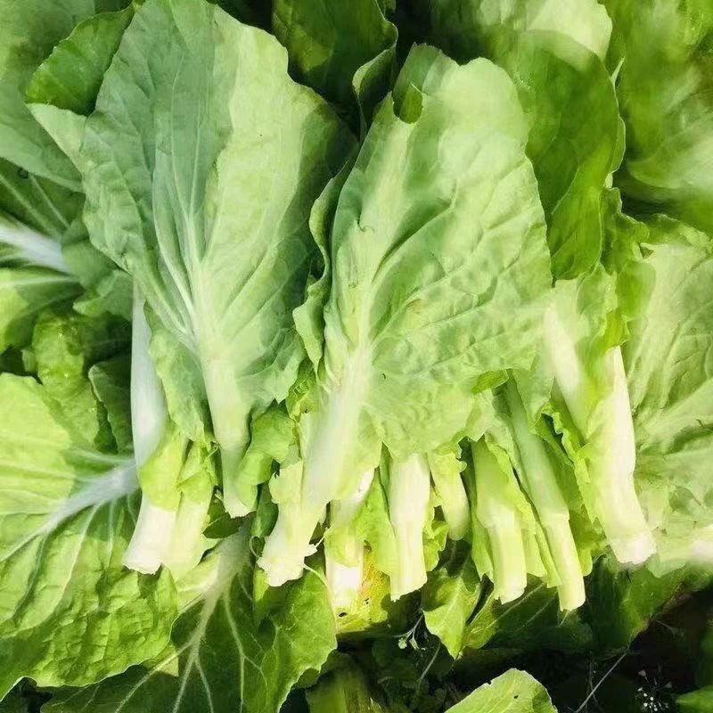 贵州富国高山当季白菜苔嫩菜心农家自种蔬菜现摘现发青菜苔菜花