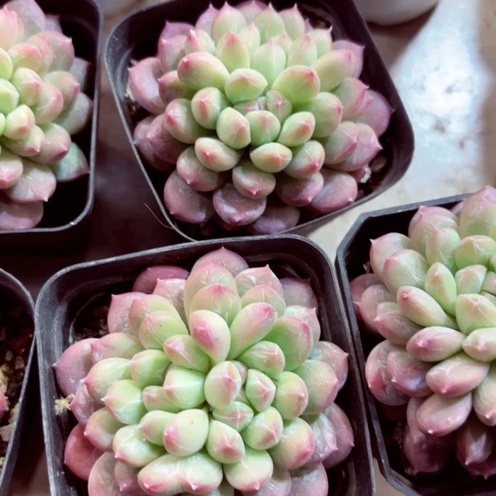 双头百达一棵发货