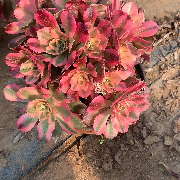 招*喵多肉植物香妃有砍13