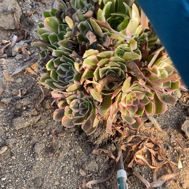 04659粉女郎多肉植物大时