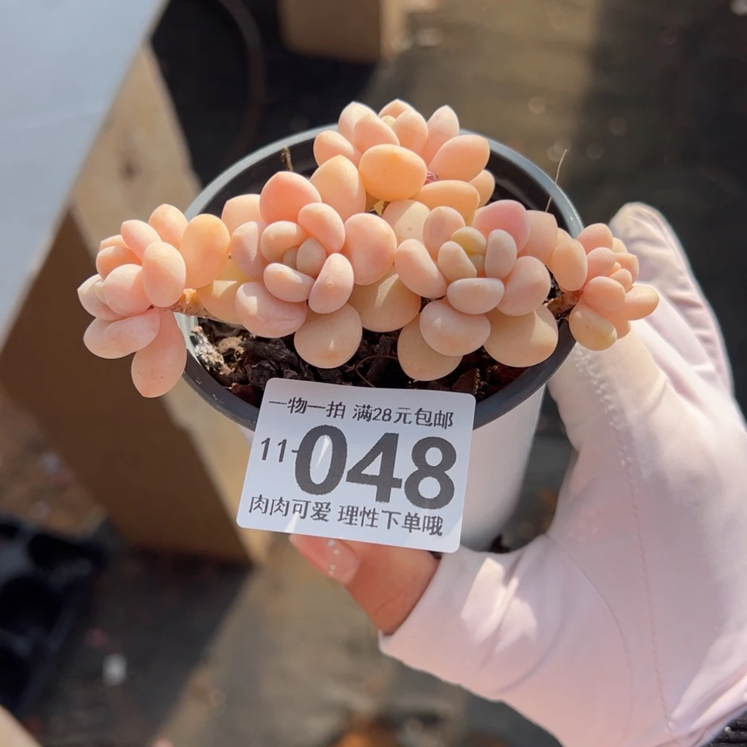 奶白糖多肉多肉多肉多肉