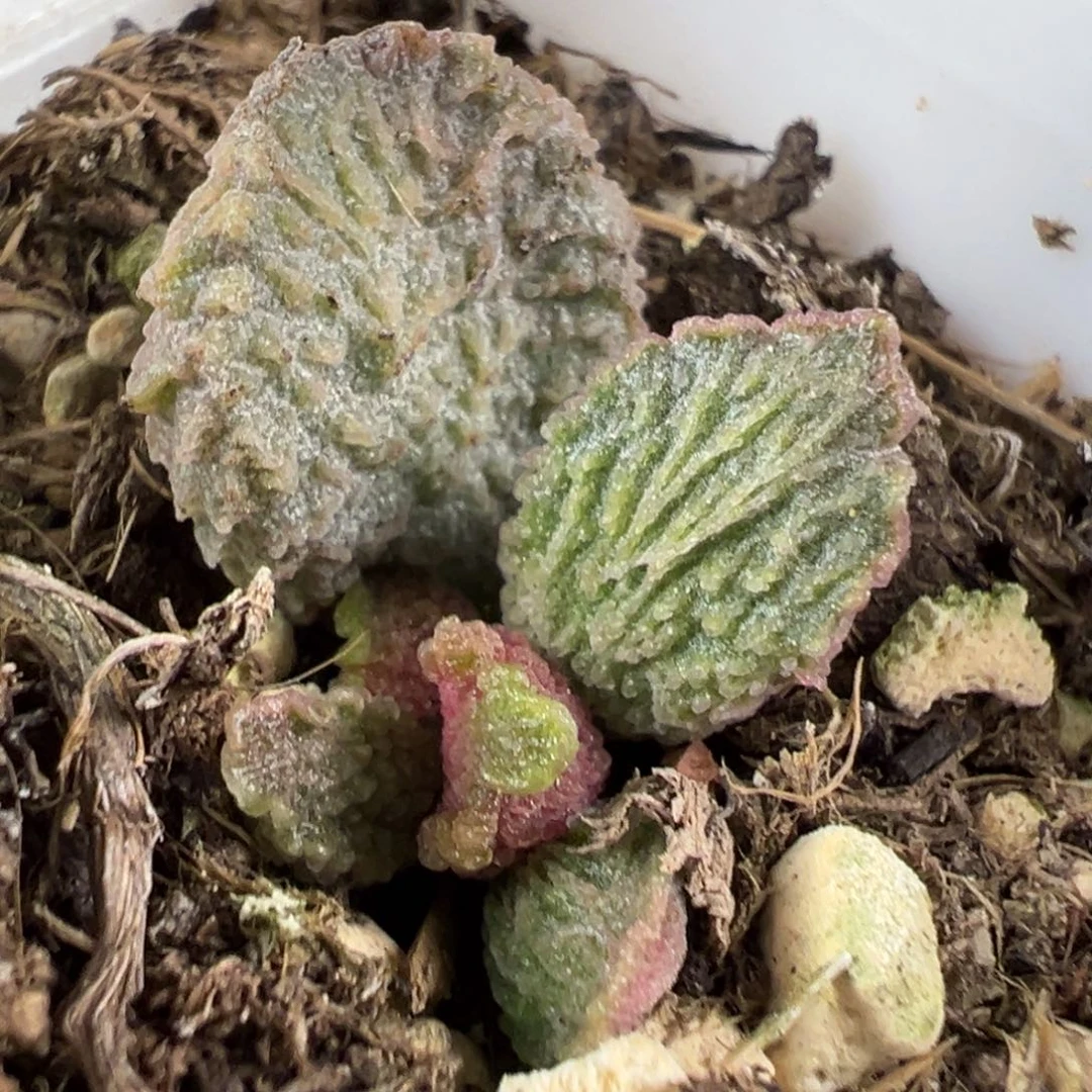 大鱼海棠水泡多肉植物水泡