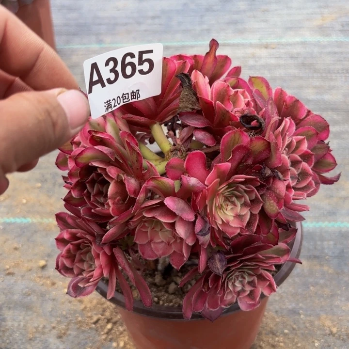 瑞妈多肉园艺。365