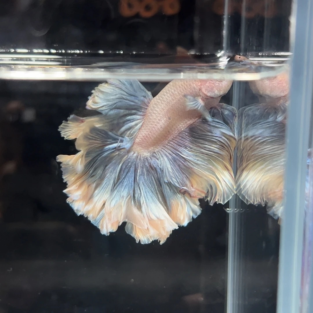 斗鱼17号特殊蓬蓬裙雾霾蓝