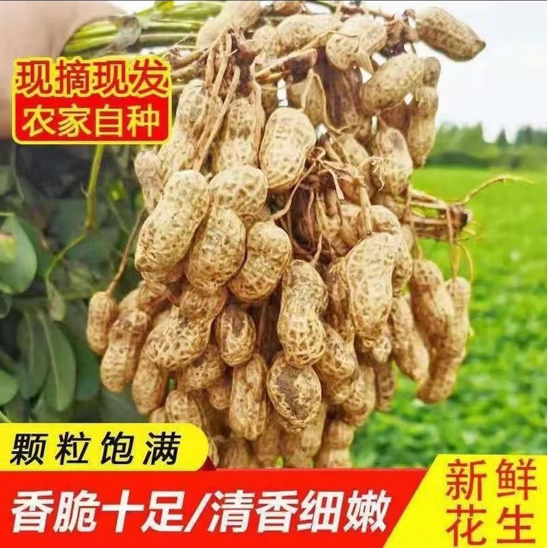 2025鲜花生今年现挖现卖新鲜湿花生现摘带壳五斤带皮生花生