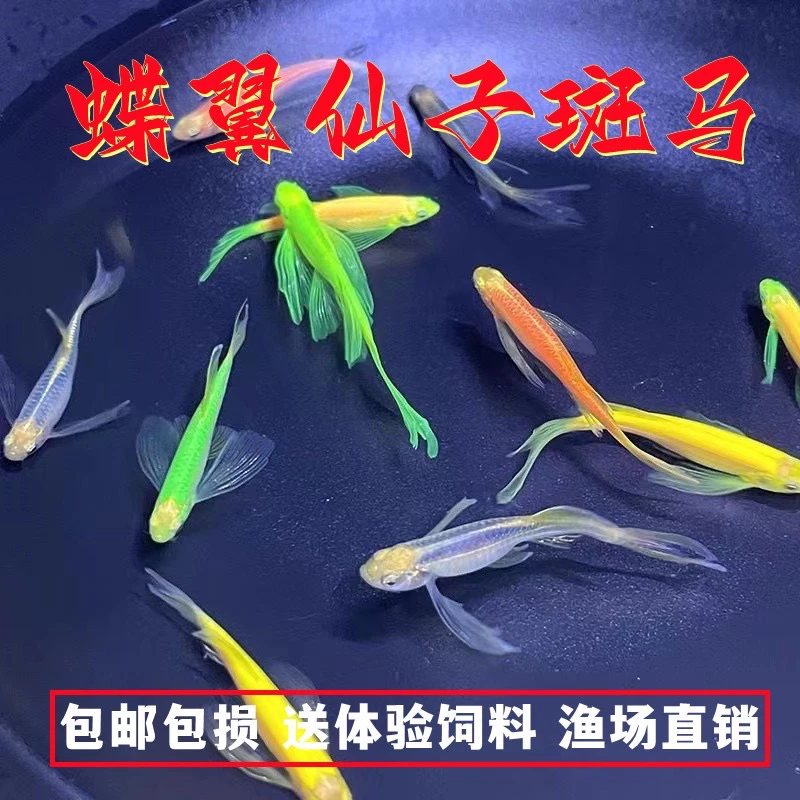 【八方来财】8彩蝶翼斑马鱼套餐