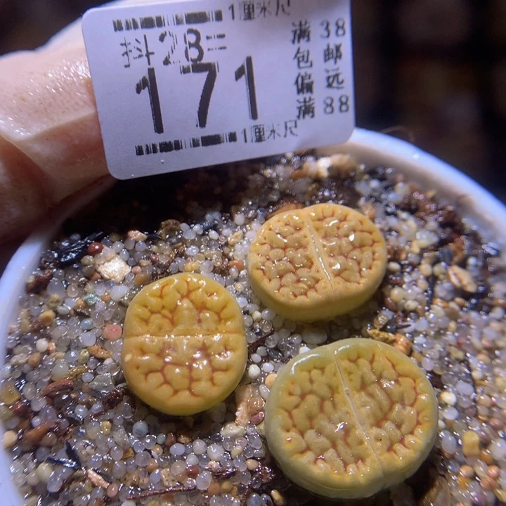 精品生石花28.171