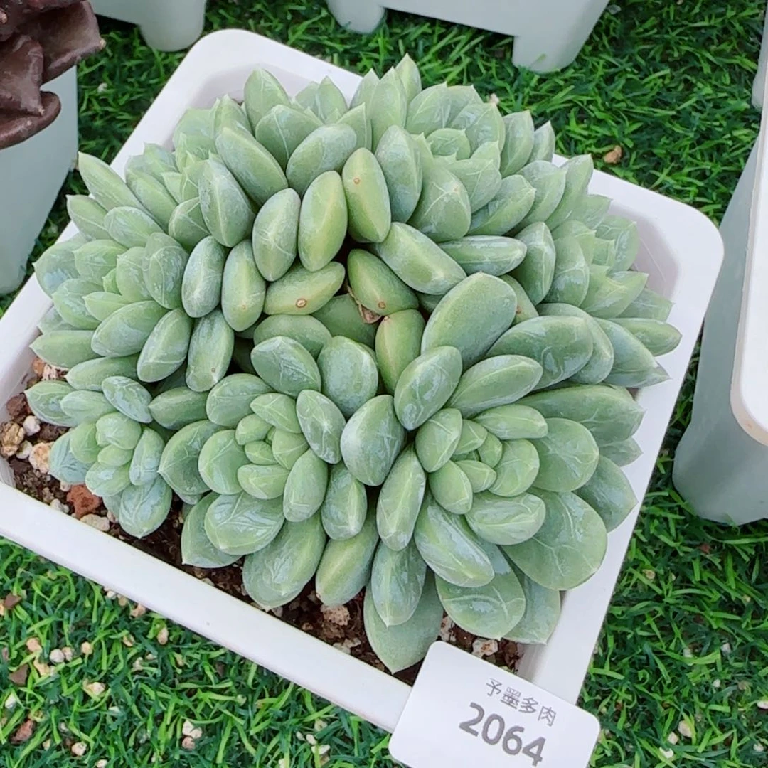 百达翡翠，2064多肉植物