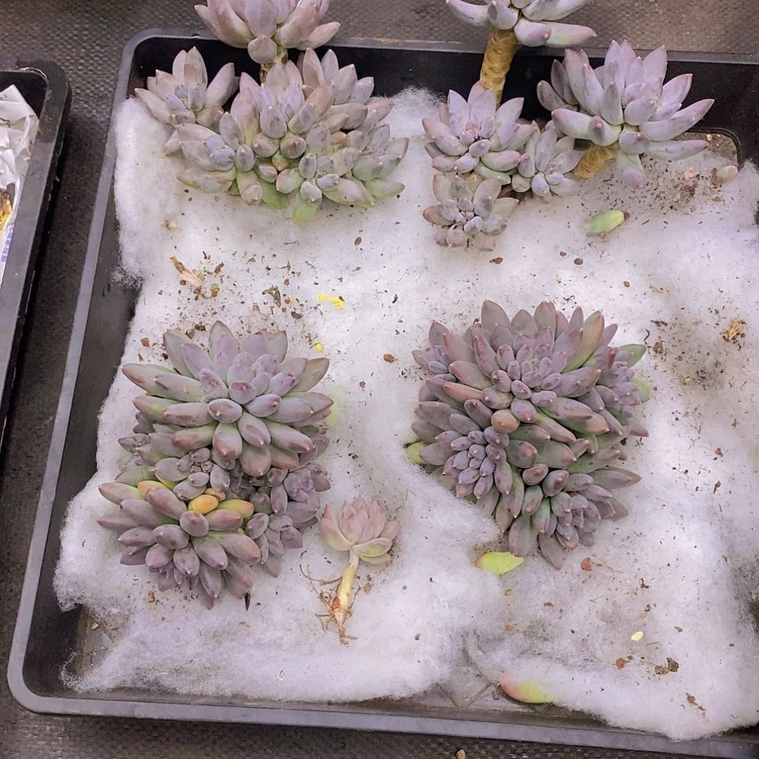 灬***灬多肉植物多肉植物