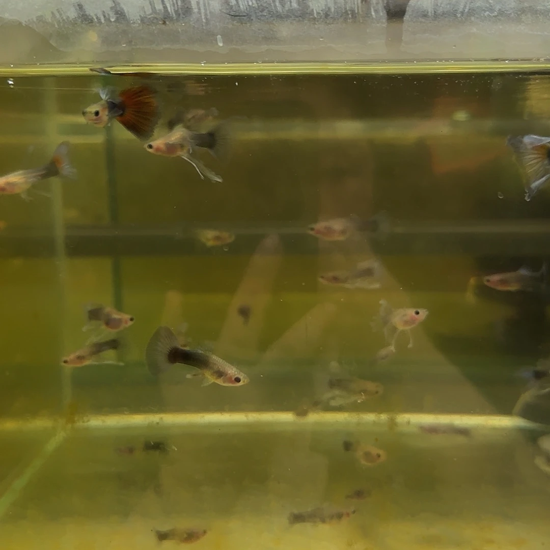 孔雀鱼蓝礼服玻璃猫C压成6条随机