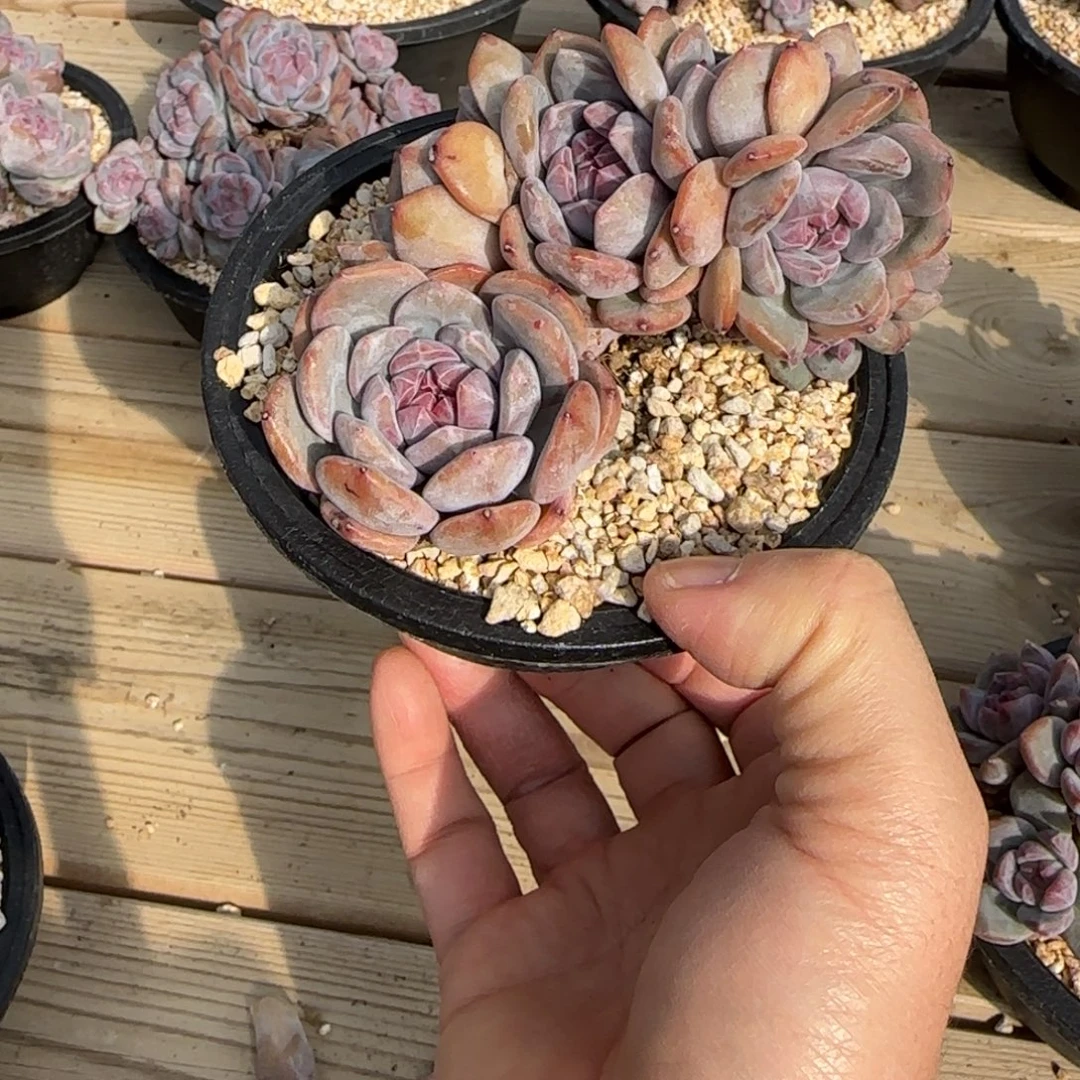 是***吖恬恬突尼斯发货多肉