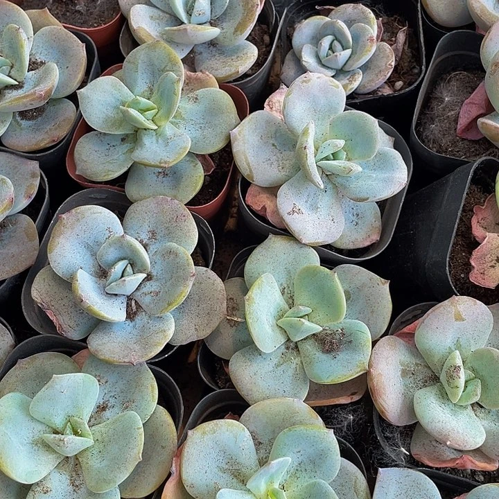 状态版布鲁蓝带盆土发