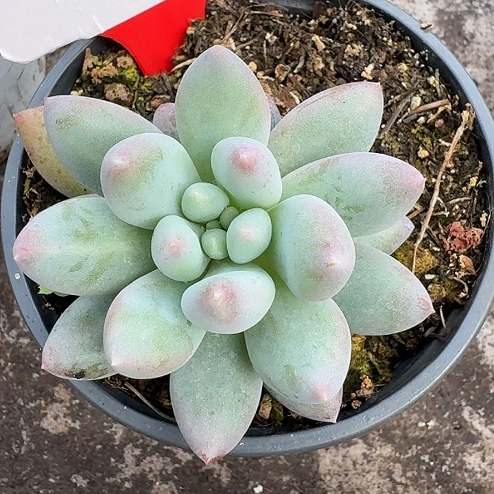 凯普顿120多肉植物