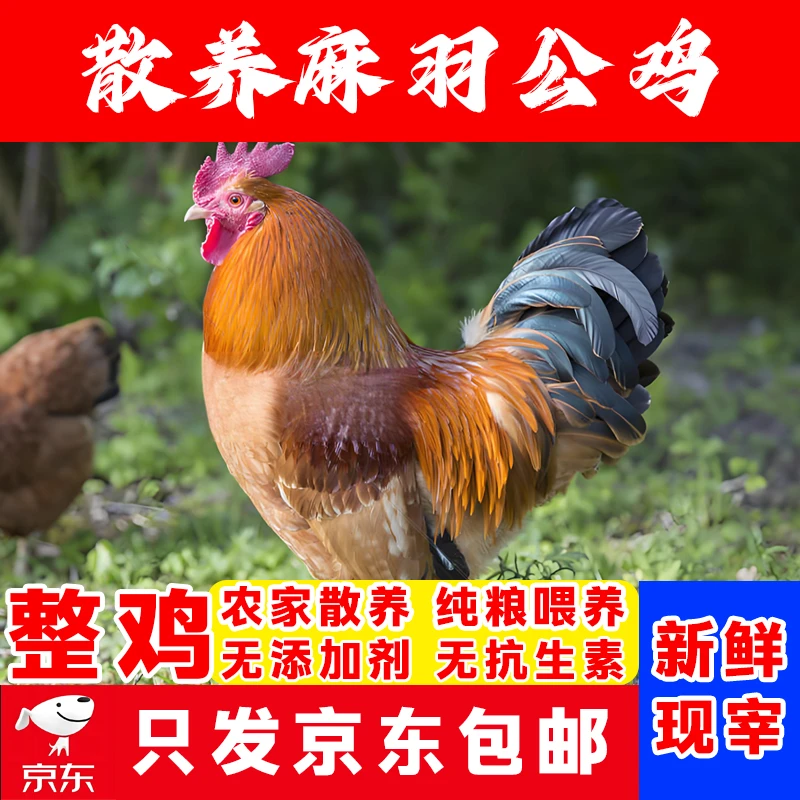 【黄脚黑脚各一个】新疆本地散养麻羽大公鸡走地鸡溜达鸡新鲜现宰