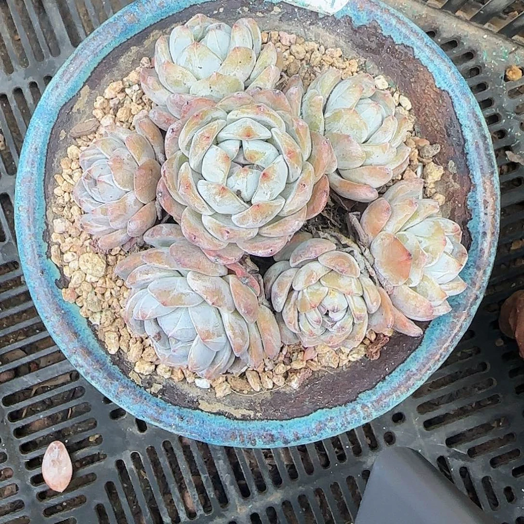 7头手捧石榴子手捧梦露