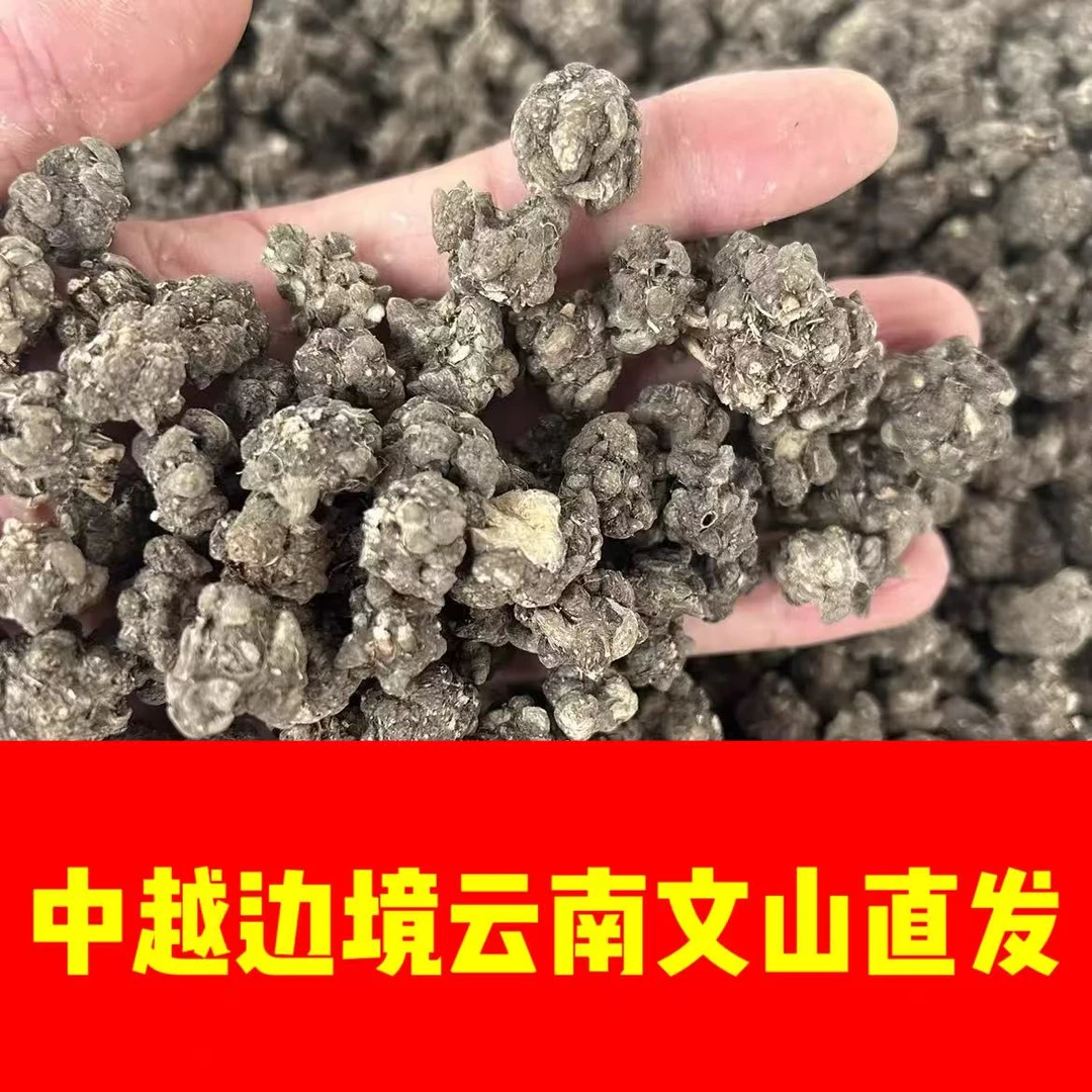 中越边境云南文山一寨一品猫爪草