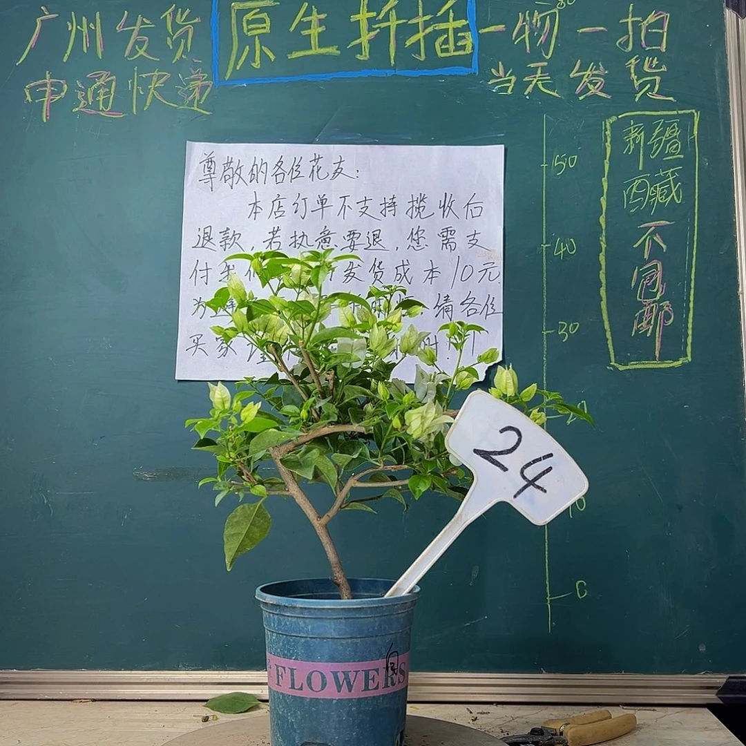当前无花栽培后可以开花白雪公主24