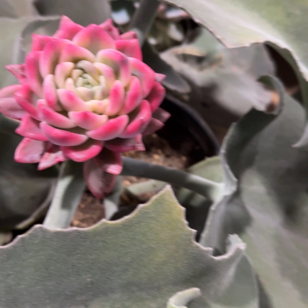 冰月亮锦多肉植物